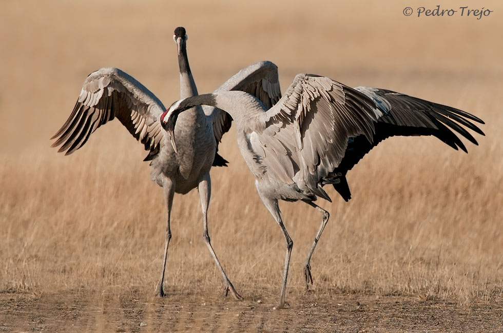 Grulla común (Grus grus)